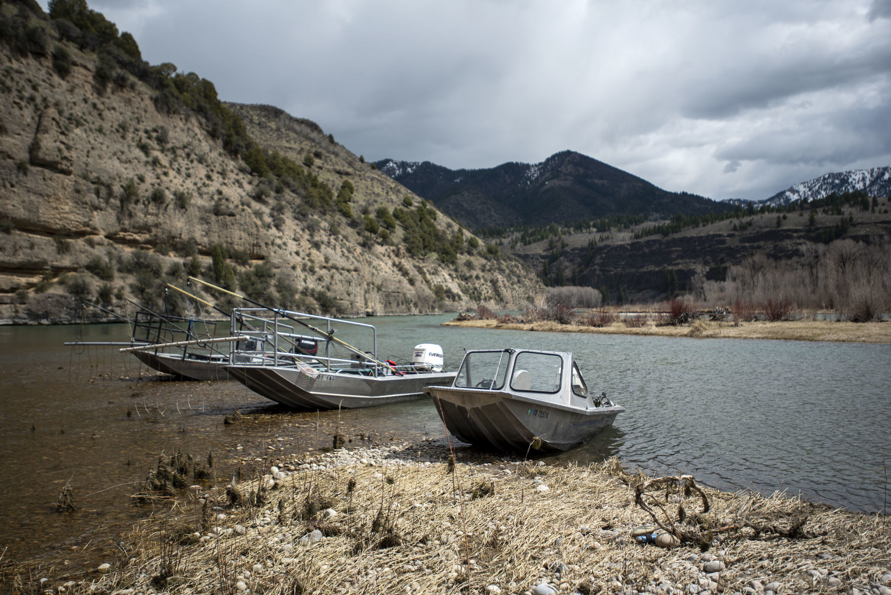 Rainbow trout electrofishing